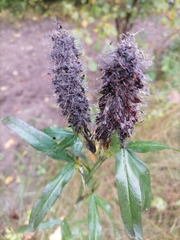 Trifolium rubens