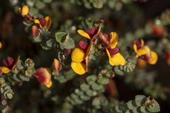 Gastrolobium parvifolium