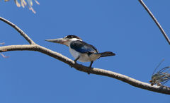 Todiramphus sordidus