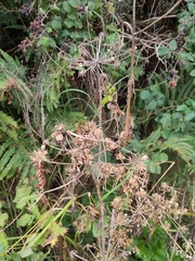 Heracleum sphondylium