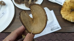 Pseudoarmillariella ectypoides