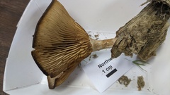 Pseudoarmillariella ectypoides