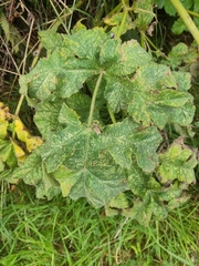 Heracleum sphondylium