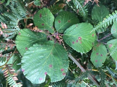 Phragmidium violaceum