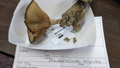 Pseudoarmillariella ectypoides