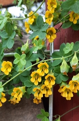 Tropaeolum brachyceras