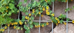 Tropaeolum brachyceras