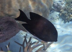 Ctenochaetus striatus