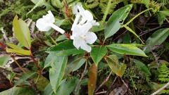 Apocynoideae