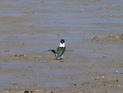 Todiramphus sordidus