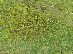 Cotula coronopifolia