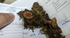 Lactarius camphoratus