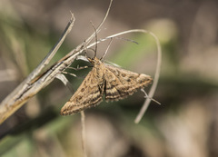 Pyrausta despicata