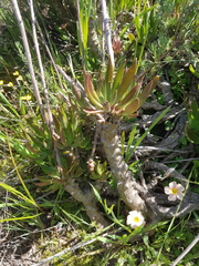 Tylecodon grandiflorus