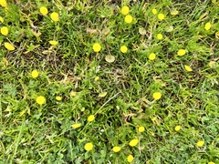 Cotula coronopifolia