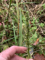 Platanthera flava herbiola