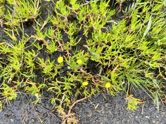 Cotula coronopifolia