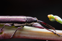 Rhinotia