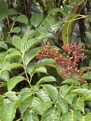 Leea guineensis