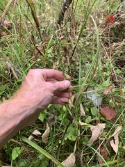 Platanthera flava herbiola