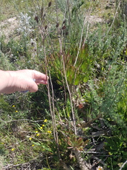 Tylecodon grandiflorus