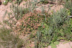 Hermannia multiflora