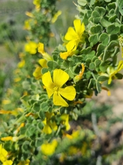 Oxalis gigantea