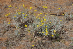 Leiocarpa leptolepis