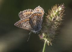 Polyommatus icarus