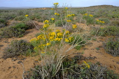 Euryops tenuissimus
