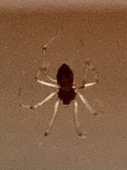 Trachelidae