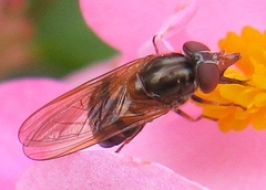 Rhingia nasica