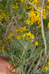 Euryops tenuissimus