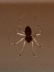 Trachelidae