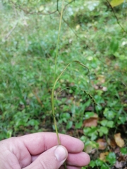 Carex sylvatica