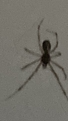 Trachelidae