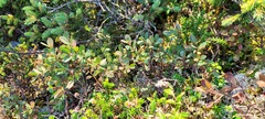 Vaccinium uliginosum