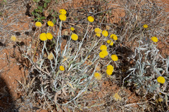 Leiocarpa leptolepis