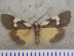 Poliodule melanotricha