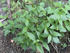 Synedrella nodiflora