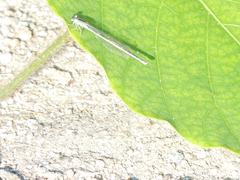 Ischnura asiatica
