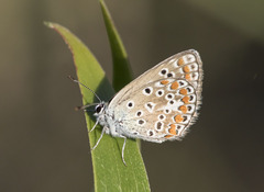 Polyommatus icarus