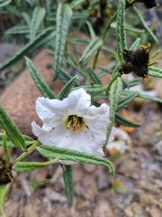Cordia decandra