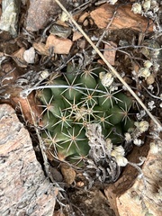 Mammillaria meiacantha