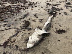 Notorynchus cepedianus