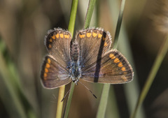 Polyommatus icarus