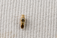 Hieromantis arcuata