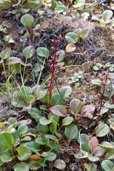 Pyrola asarifolia incarnata