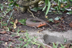 Broadleysaurus major