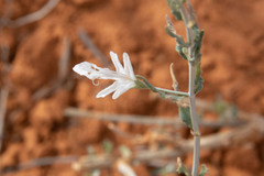 Teucrium racemosum